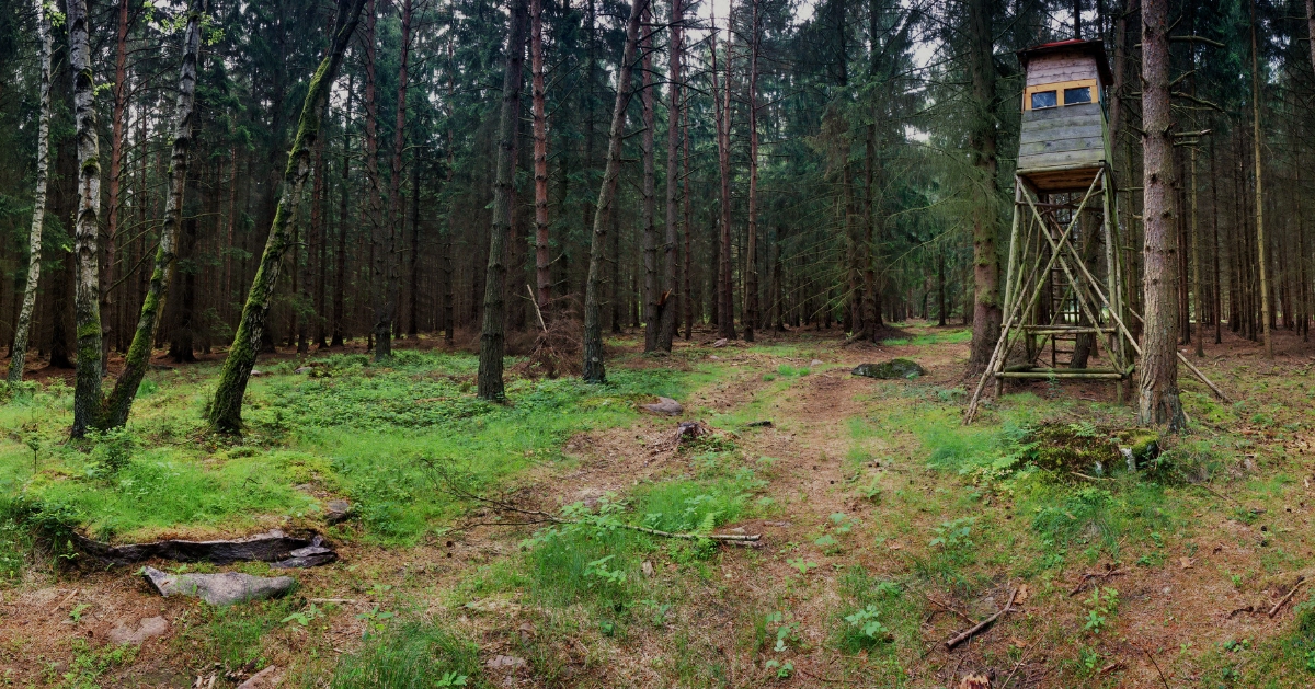 A tree stand in the woods.